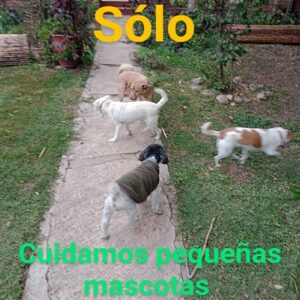 Guardería Canina Merlo S.L.