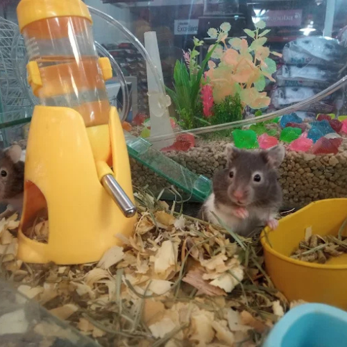 Veterinaria en Merlo San Luis - Imagen 5