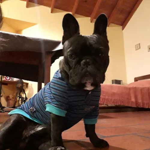 Veterinaria en Merlo San Luis - Imagen 3