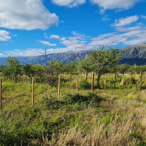 Inmobiliaria en Cortaderas San Luis - Suelos Puntanos - Imagen 2