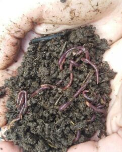 Lombrices Rojas Californianas