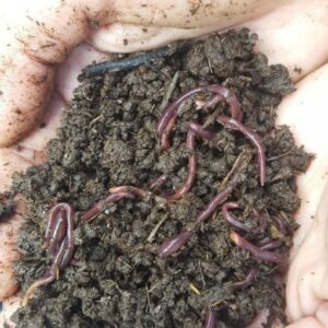 Lombrices Rojas Californianas