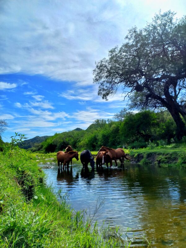 Guía de Turismo en Merlo San Luis - Excursiones - Imagen 4